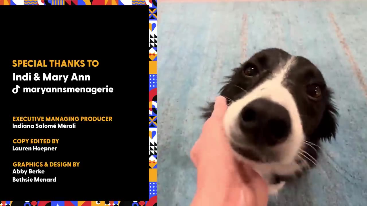 A black and white dog looking up while being petted under its chin on a light blue rug.