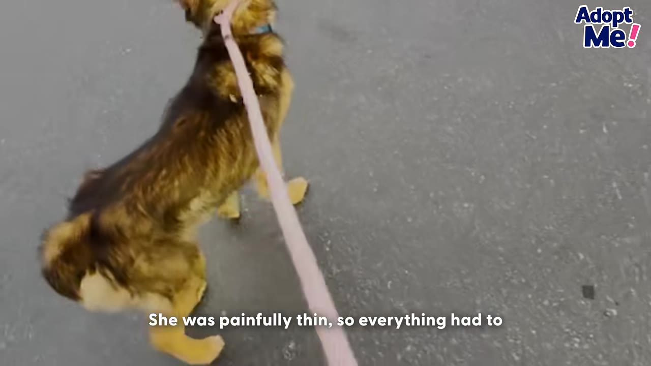 A thin brown and black dog seen from above walking on a leash on a paved surface.