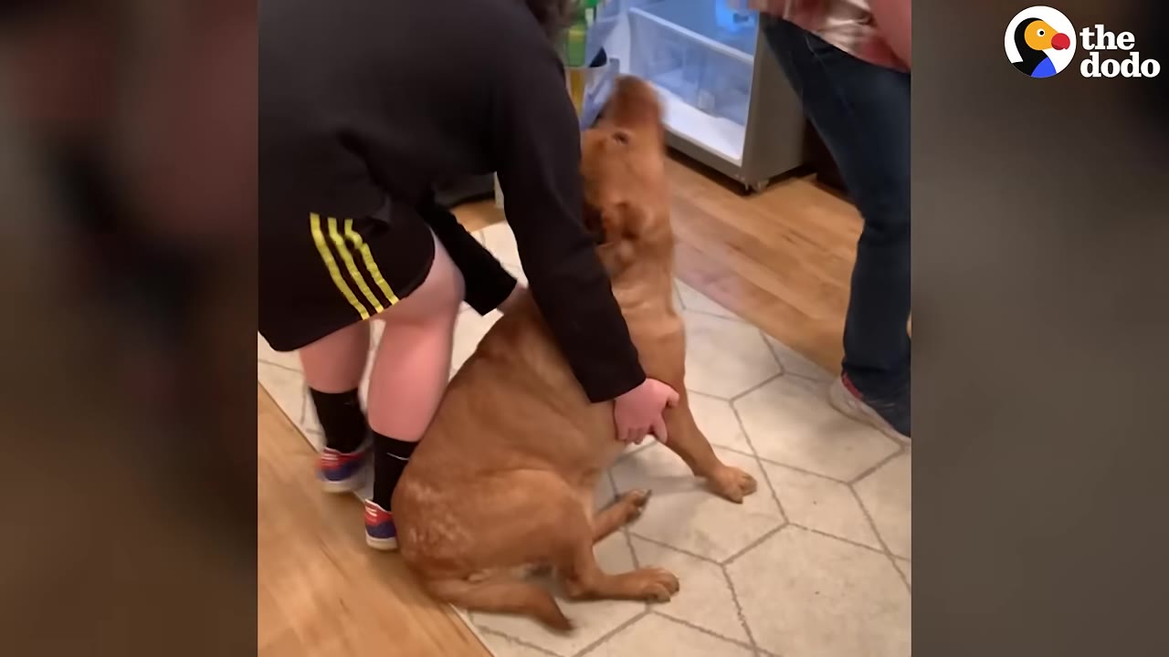 A person in a black long-sleeved shirt and athletic shorts gently supports a large brown dog sitting on a patterned rug indoors.
