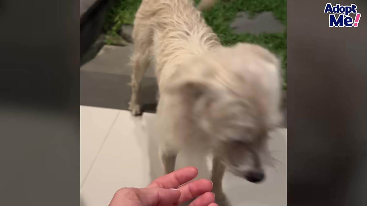 A small, scruffy white dog stands hesitantly as a person's hand reaches out toward it.