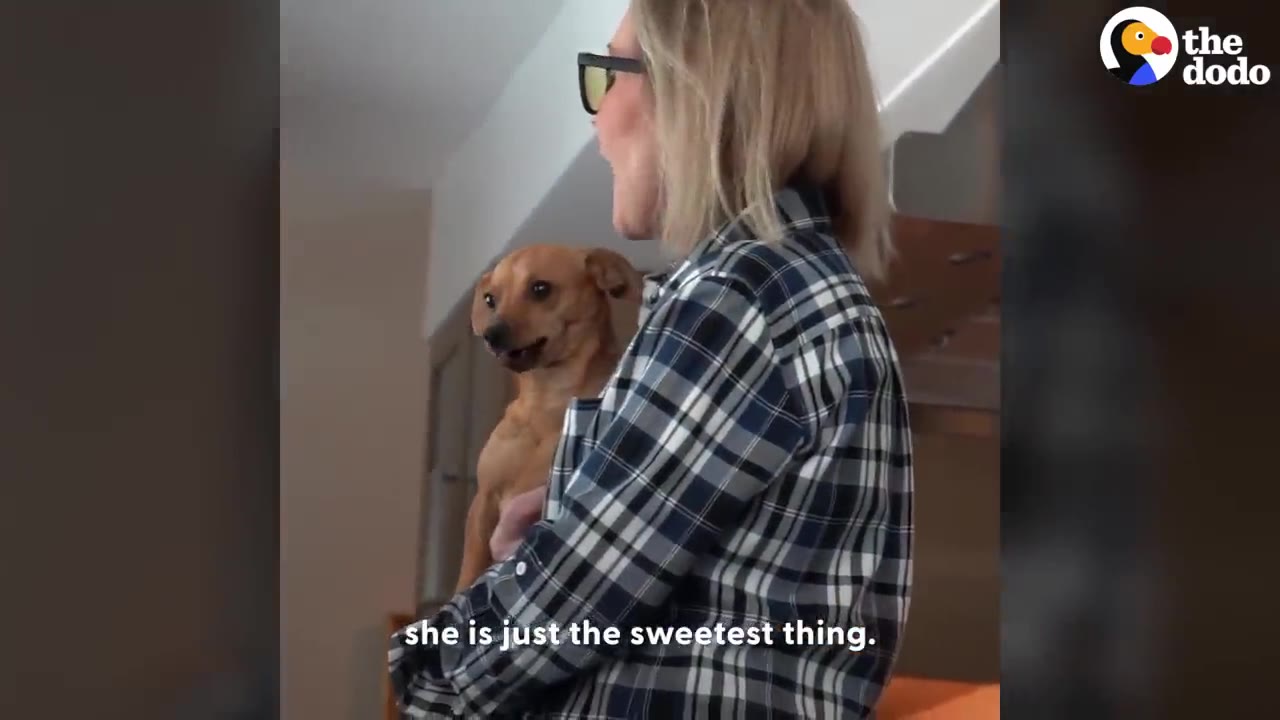 A woman in a blue plaid shirt holding a small brown dog in her arms inside a home.