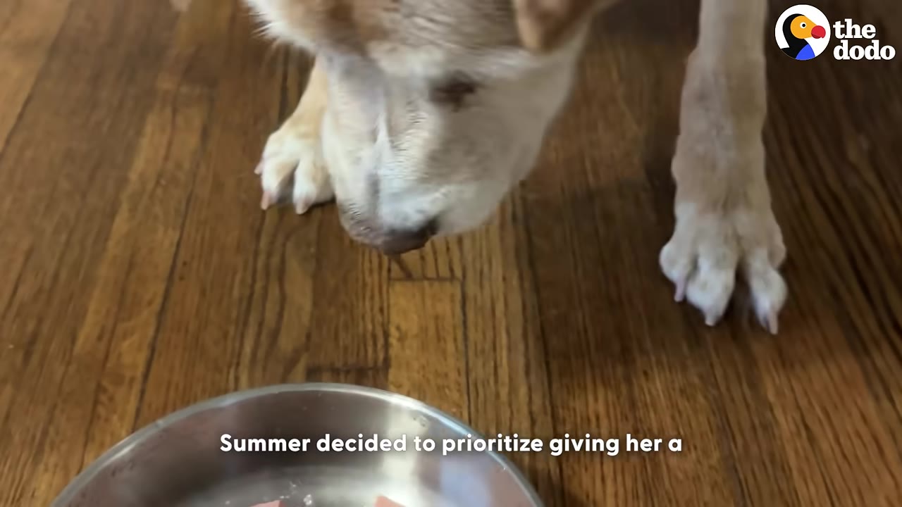 A close-up of a light-colored dog looking down at a metal food bowl on a wooden floor.