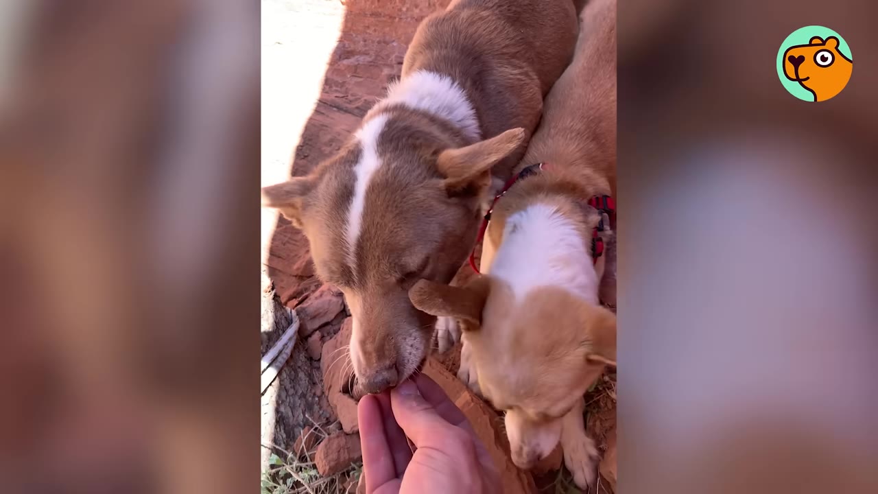 A person offering food from their hand to two small, thin brown-and-white dogs resting on reddish rocky ground.