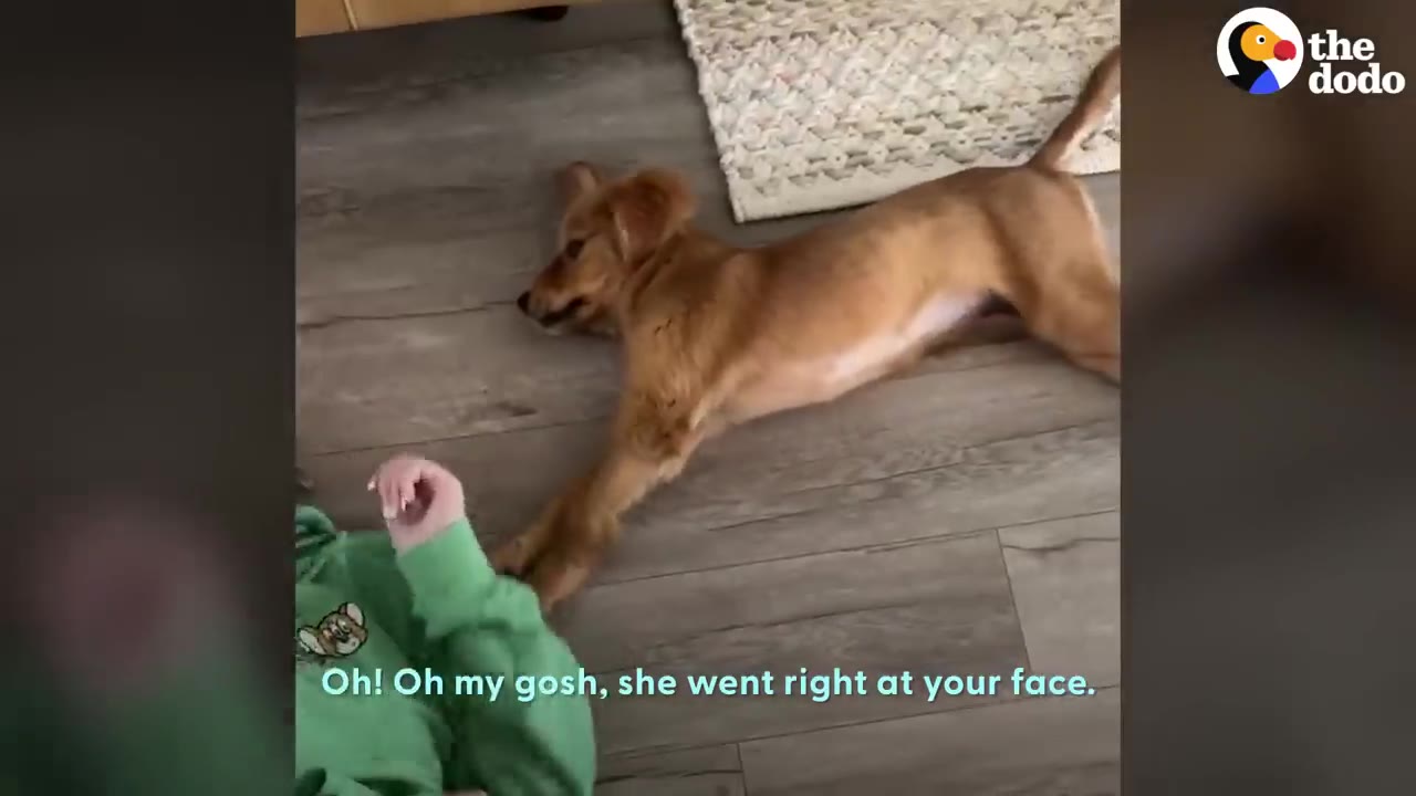 A light brown puppy stretches out on a wooden floor near a person wearing a green hoodie.