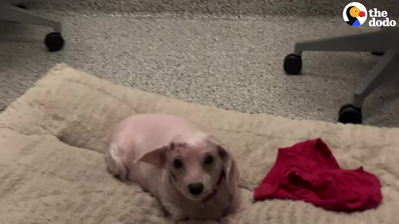 A small, light-colored hairless dog lies on a plush beige pet bed on a clinic floor next to a red cloth.