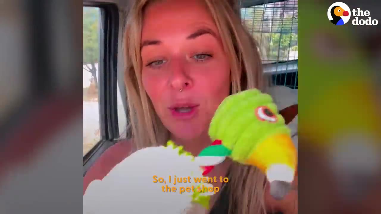 A woman with blonde hair holding up colorful plush pet toys inside a vehicle.