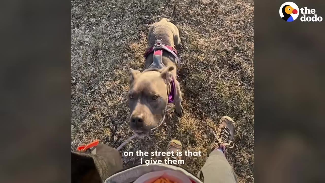 A gray pit bull type dog wearing a purple harness looks up attentively at her owner on a grassy path.