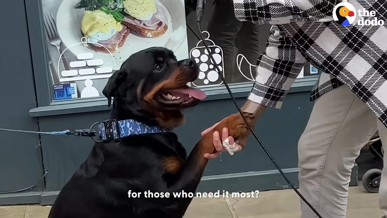 A happy Rottweiler dog sitting on a sidewalk, looking up with an open mouth and shaking hands with a person wearing a plaid jacket.