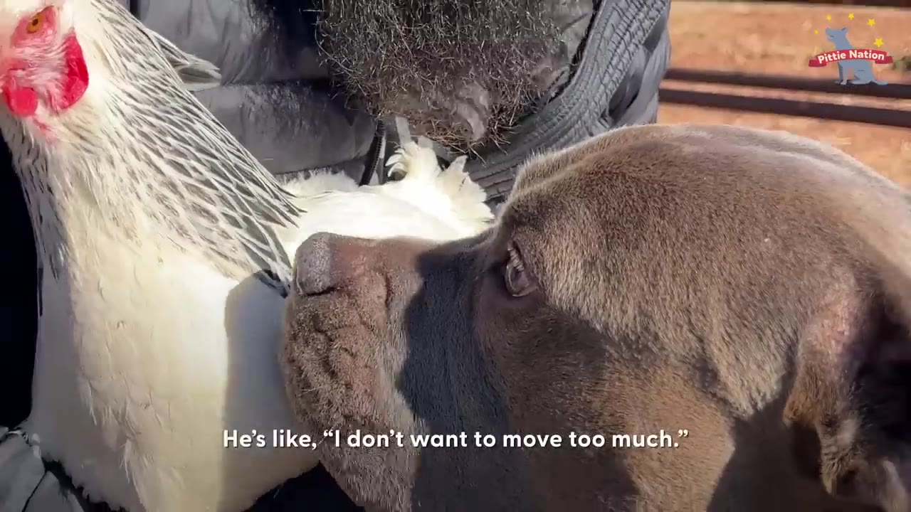A large grey dog gently places its snout right up against a white chicken held by a person.