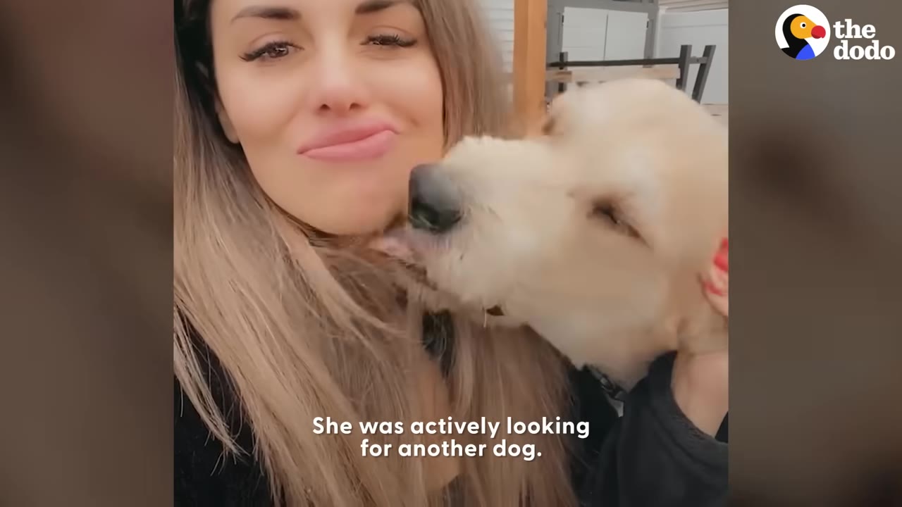 A happy light-colored dog affectionately licks a smiling woman on her neck and chin.