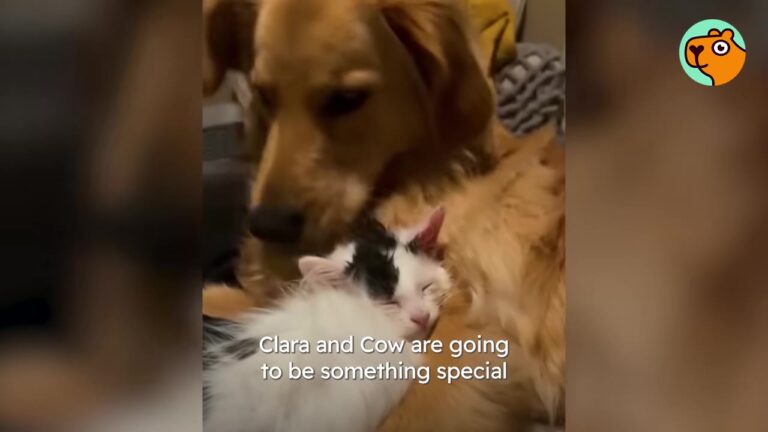 Georgia Dog Was Used To Having Everything To Herself, Until A Tiny Foster Kitten Needed A Miracle