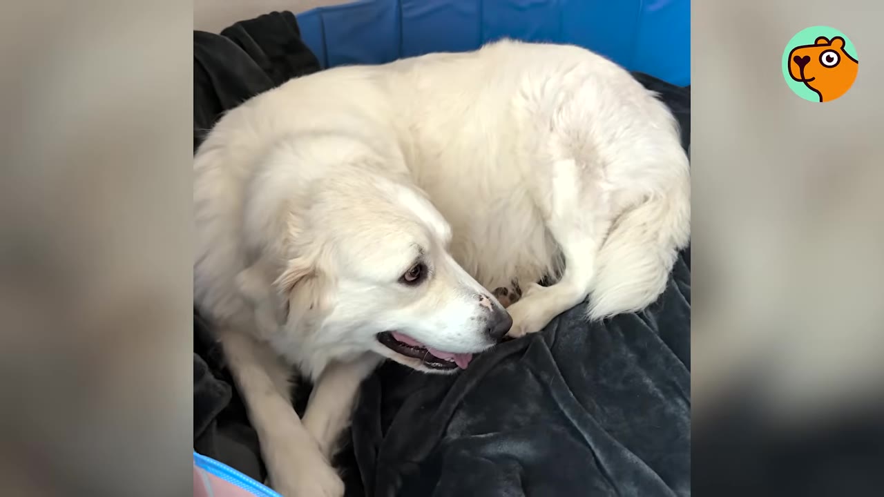 A large white dog lying down inside a blue pool lined with dark blankets.
