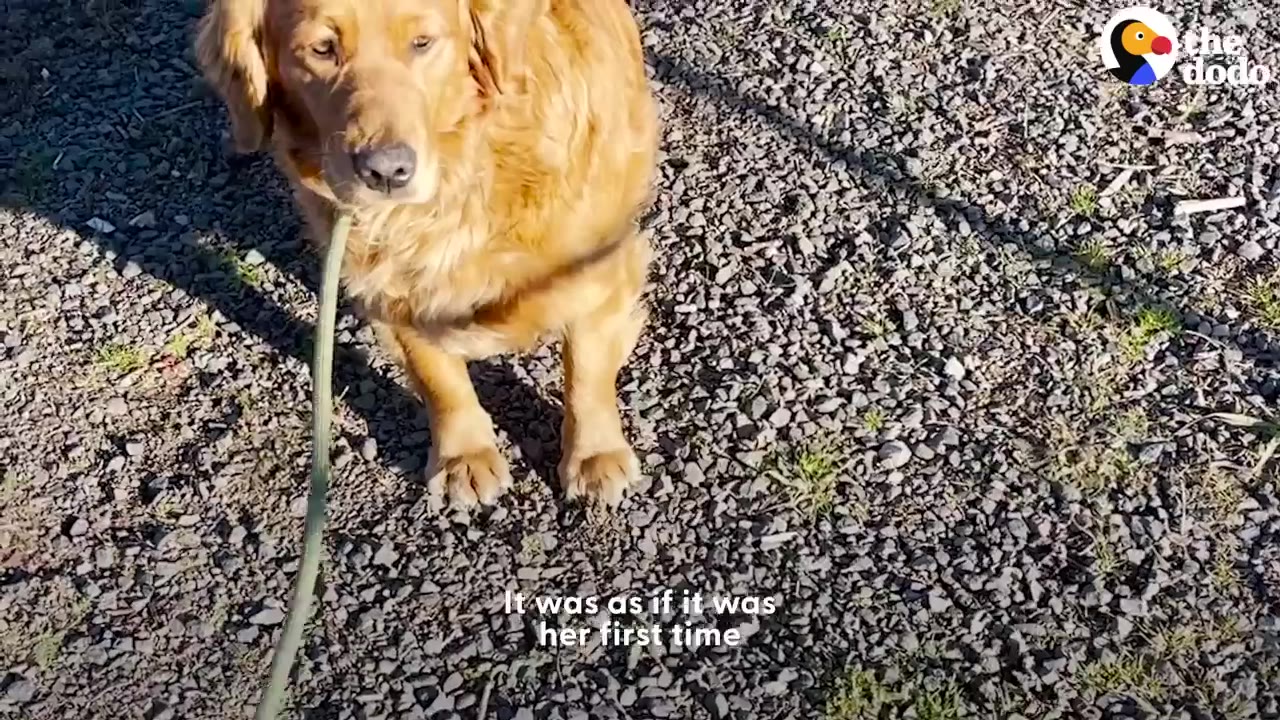 A golden retriever standing outside on gravel while on a green leash.