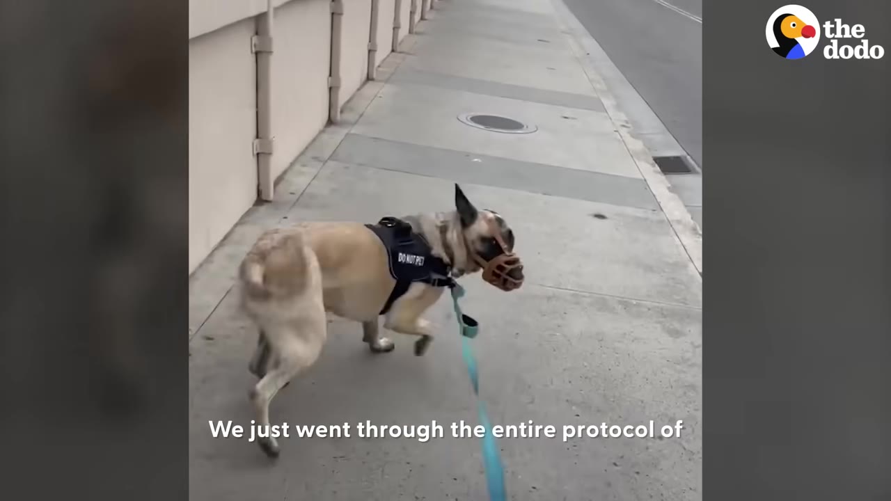A tan dog wearing a muzzle and a harness labeled DO NOT PET walking on a sidewalk on a leash.