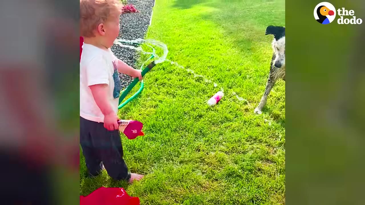 A young toddler holding a garden hose spraying water on a sunny lawn next to a black-and-white dog.