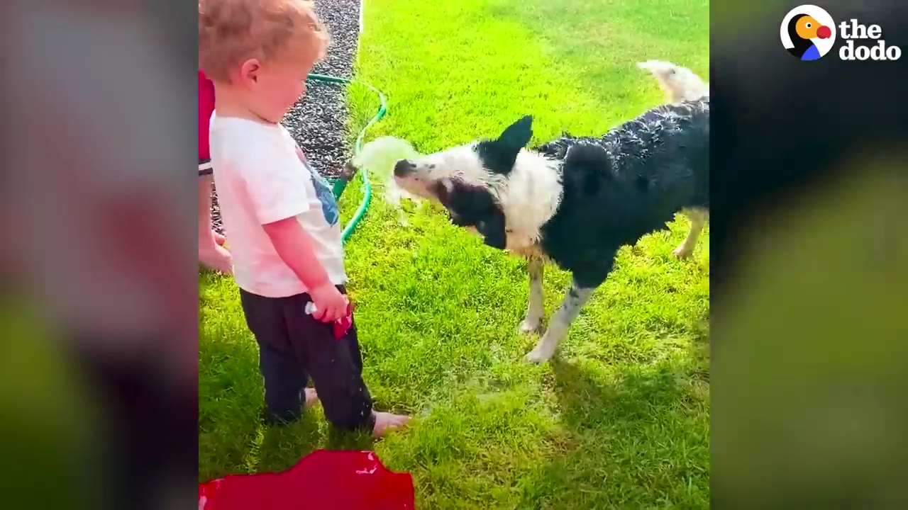 A young boy sprays water from a garden hose while a black and white dog bites at the stream of water on a sunny lawn.