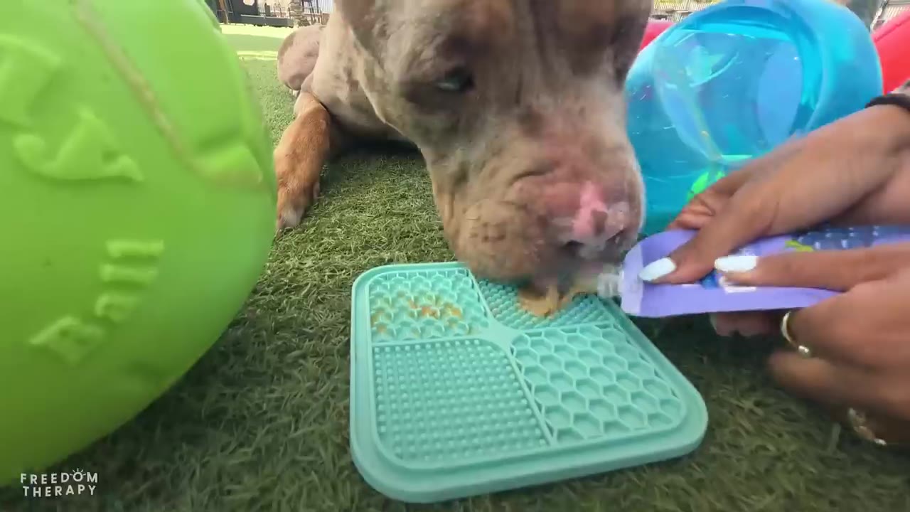 A close-up shot of a brown and white dog licking a creamy treat being squeezed from a purple pouch onto a blue textured lick mat.