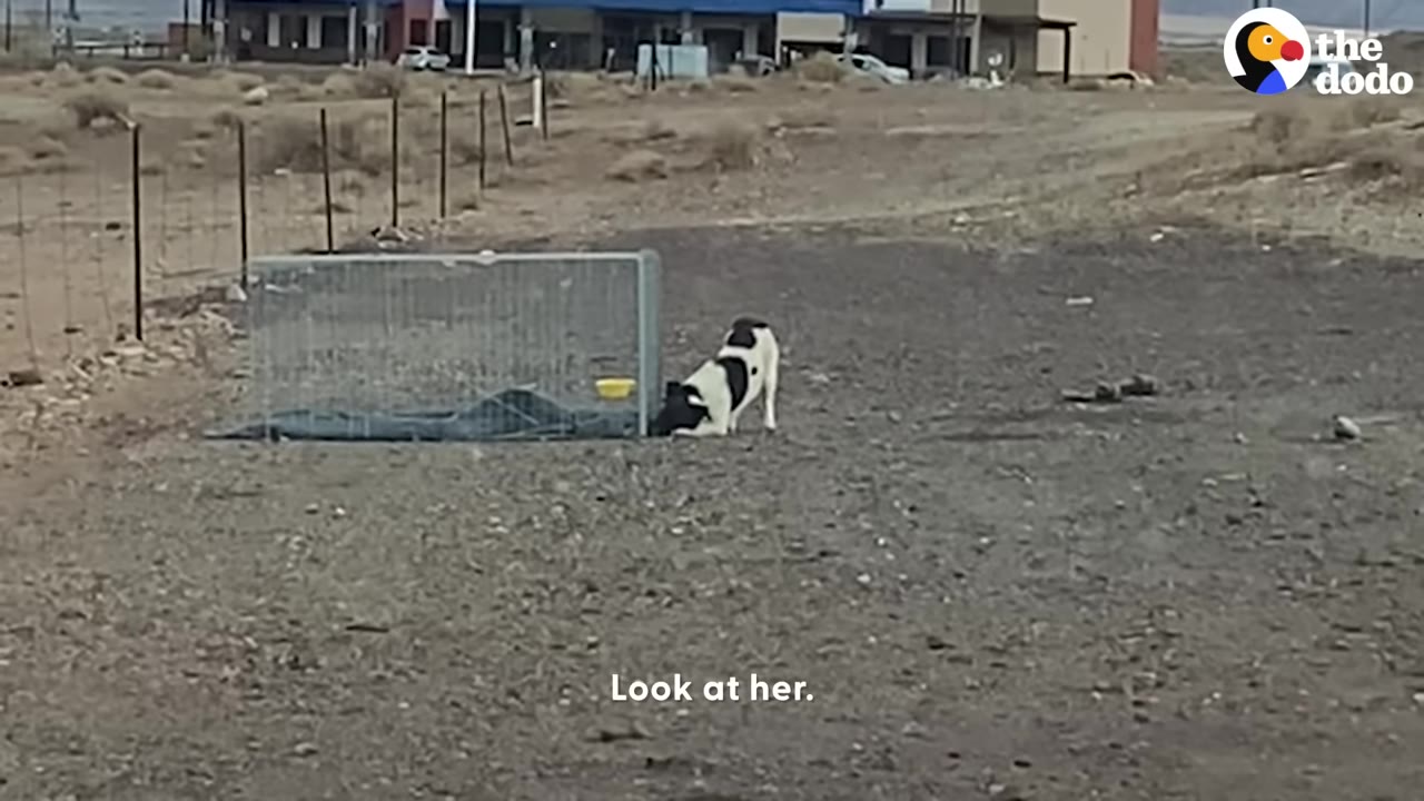 A black and white dog cautiously sniffs the outside of a wire crate trap set on a dirt field.