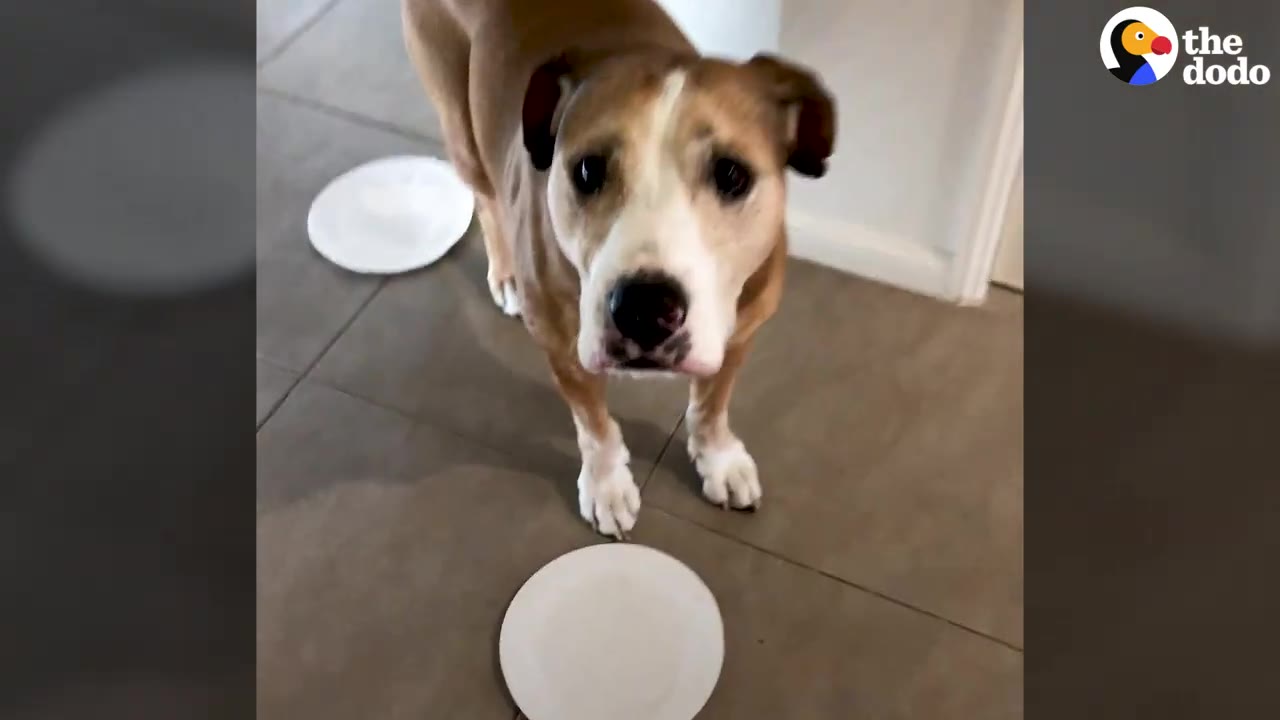 A tan and white pit bull mix standing on a tile floor near paper plates, looking up at the camera.