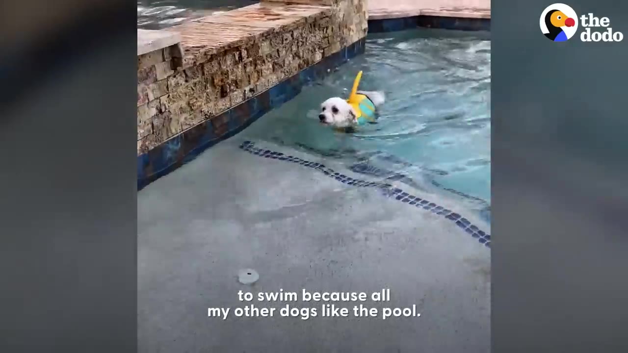 A small white dog wearing a yellow shark fin life vest swimming in a backyard pool.
