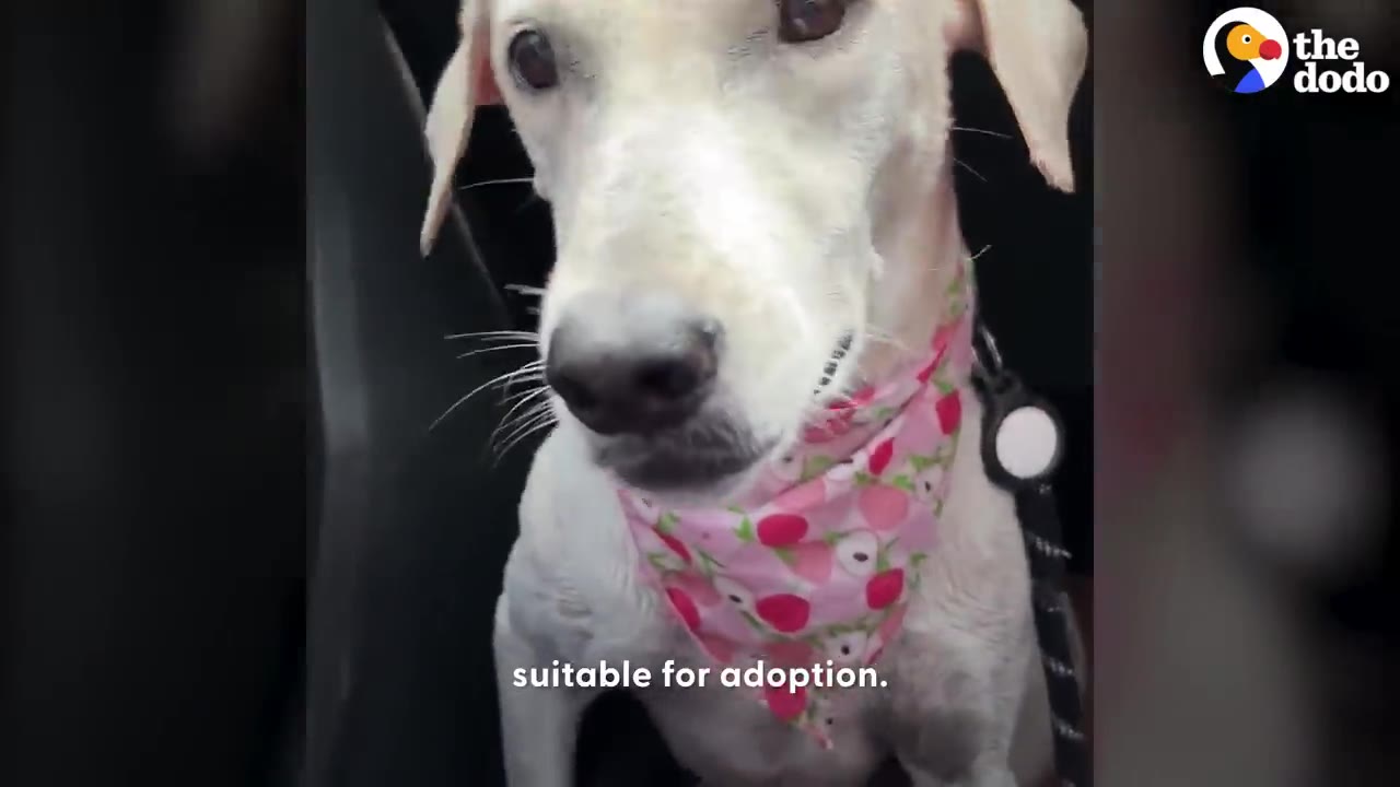 A close-up of a white dog wearing a pink floral bandana, looking directly at the camera with the text 'suitable for adoption' at the bottom.