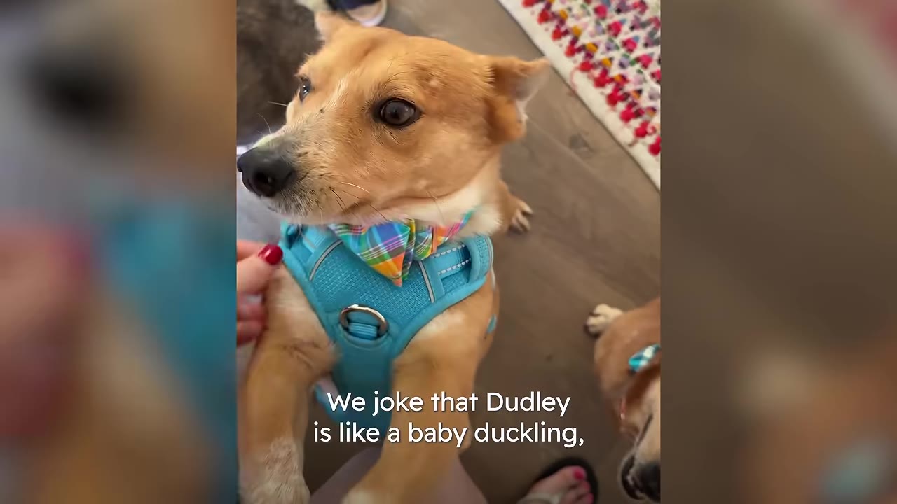 A small tan dog named Dudley wearing a blue harness and a colorful plaid bow tie looks up affectionately at his rescuer's hand.