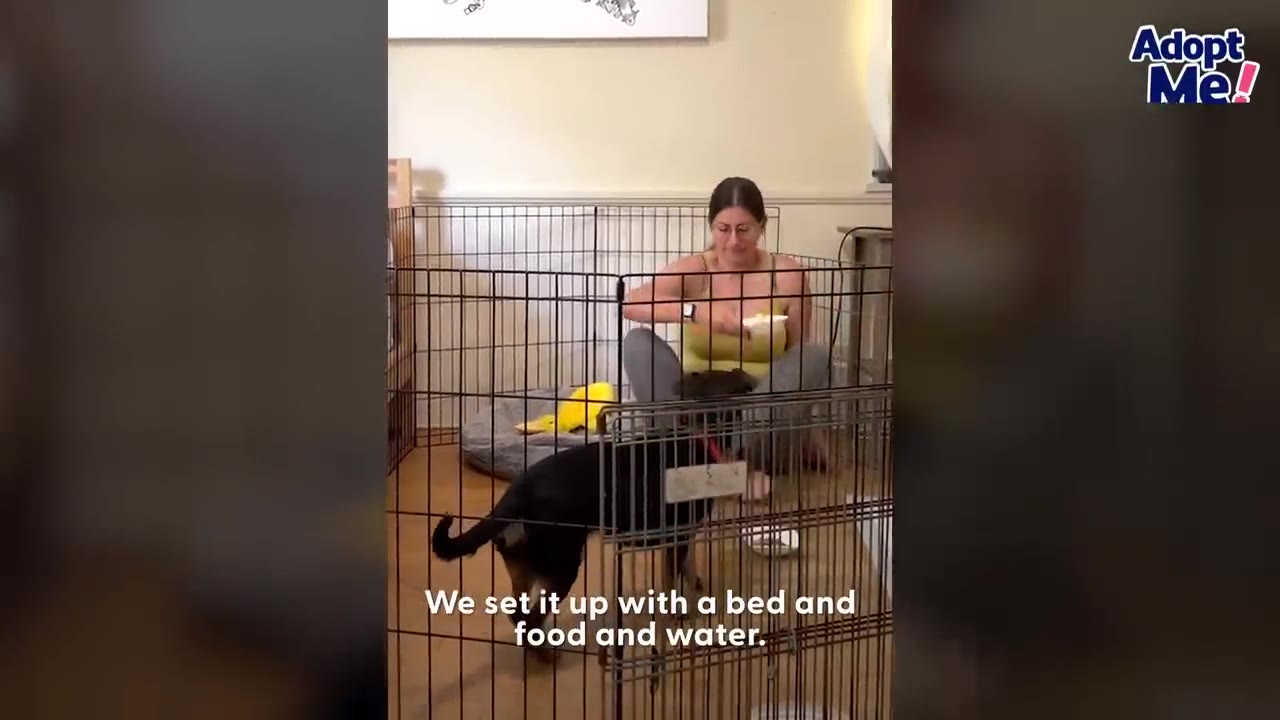 A woman sitting inside an indoor playpen with a black and tan dog, a dog bed, and bowls.