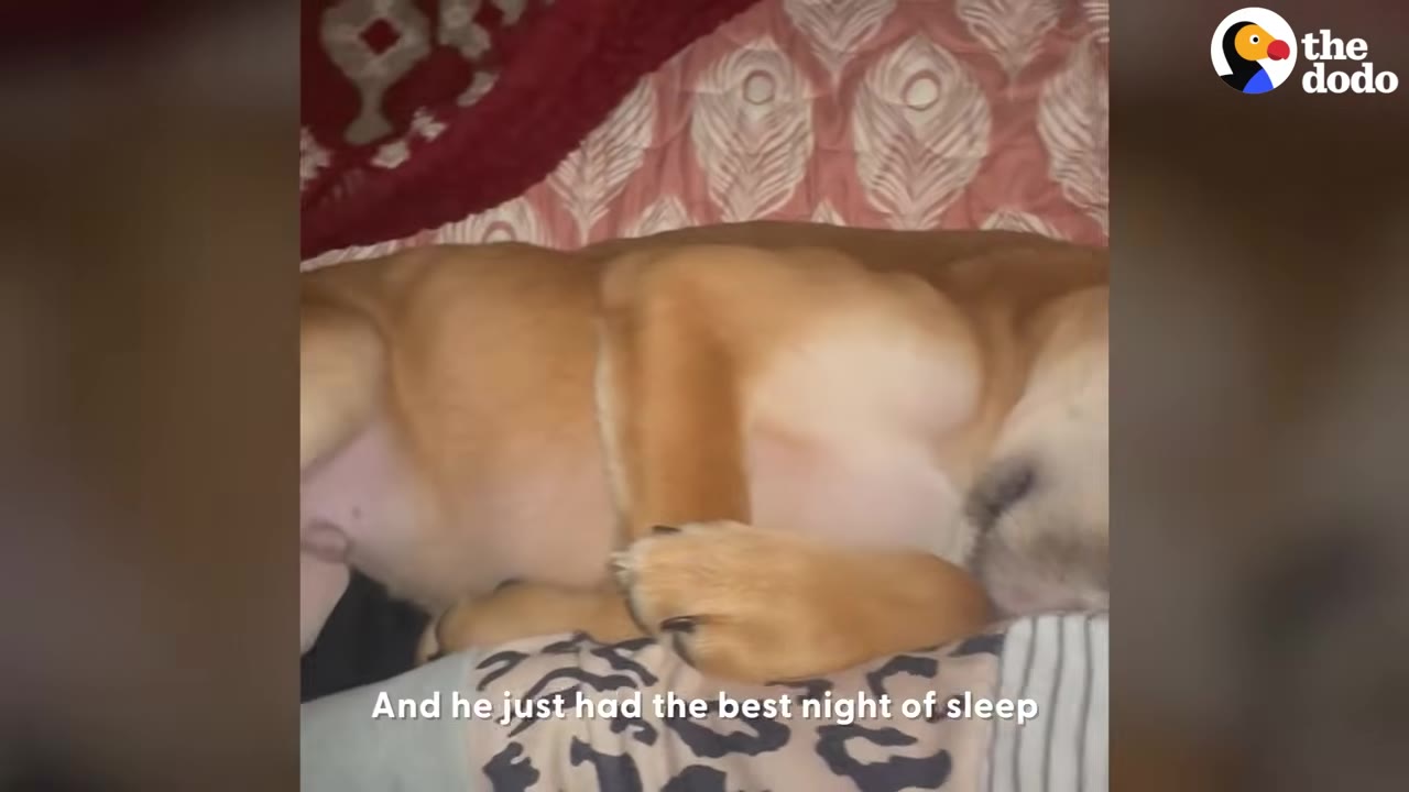 A tan dog sleeping peacefully on soft cushions and blankets.