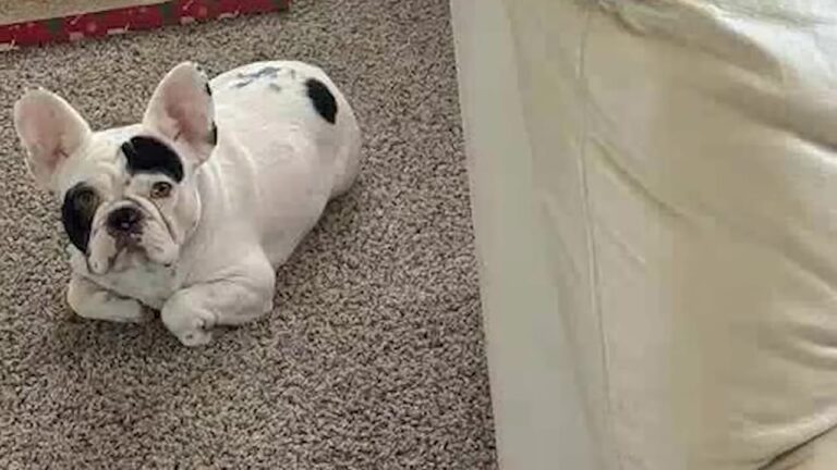 Tennessee Woman Was Nervous About Raising A Deaf Dog Until Her Day Job Gave Her An Unusual Idea