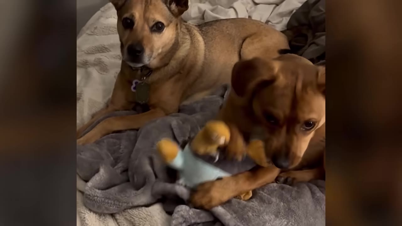 Two small brown dogs resting together on a gray blanket on a bed, with one dog holding a plush toy in its paws.
