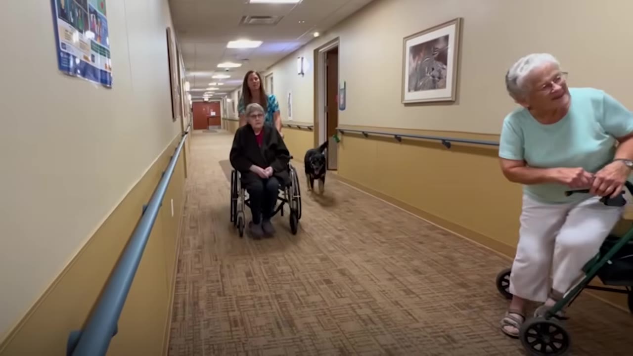 A black dog walks down a hallway in a care facility alongside a staff member pushing a resident in a wheelchair.