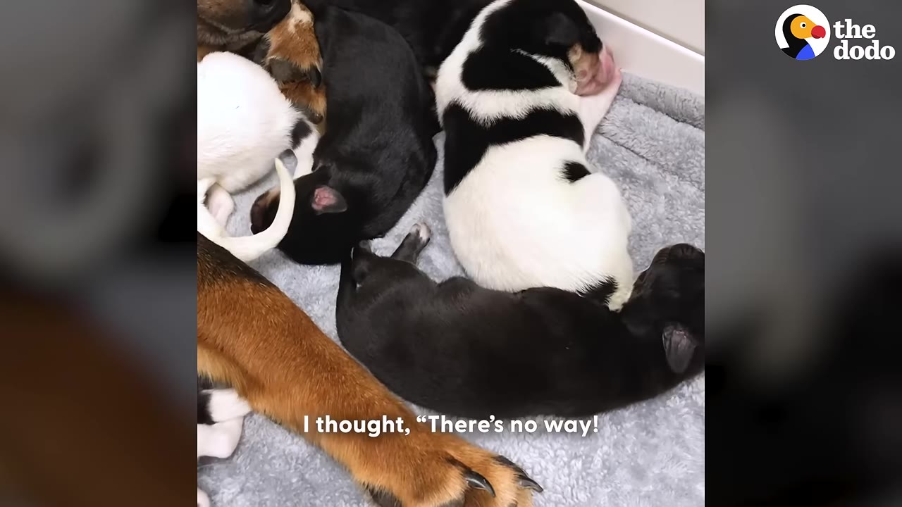 A close-up shot of several newborn puppies of different colors sleeping on a grey blanket next to their mother's leg.