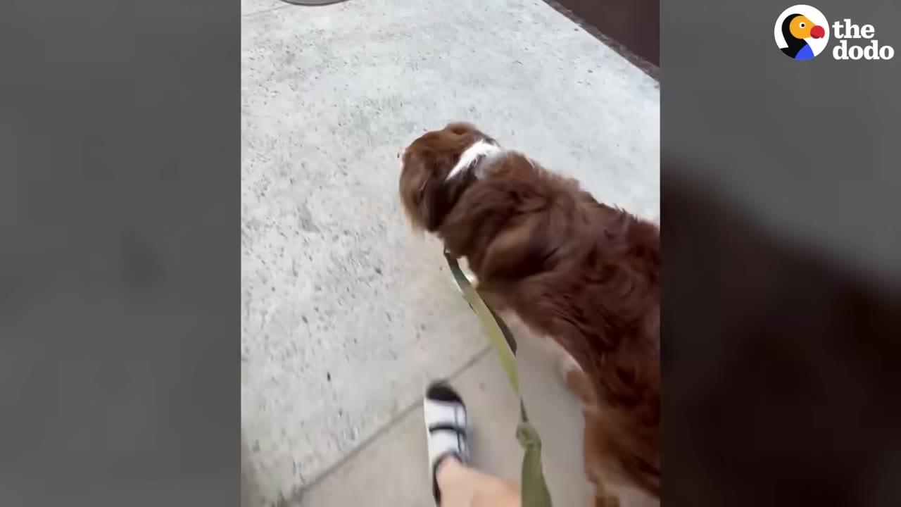A brown and white dog walking on a leash along a concrete sidewalk.