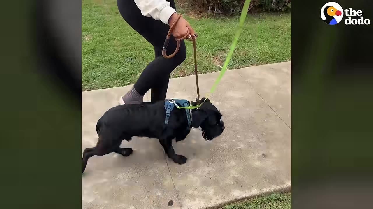 A small black dog wearing a blue harness walks on a concrete sidewalk on a leash held by a person walking behind him.
