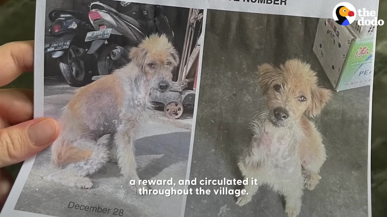 A hand holding a printed missing poster featuring two photos of a scruffy, tan-and-white dog.