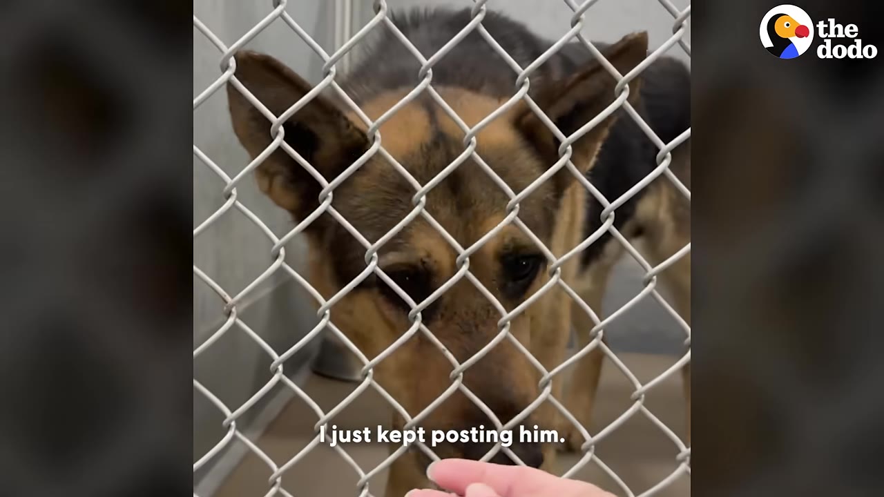 A German Shepherd dog looks sadly through a chain-link shelter fence as a hand reaches out to comfort him.