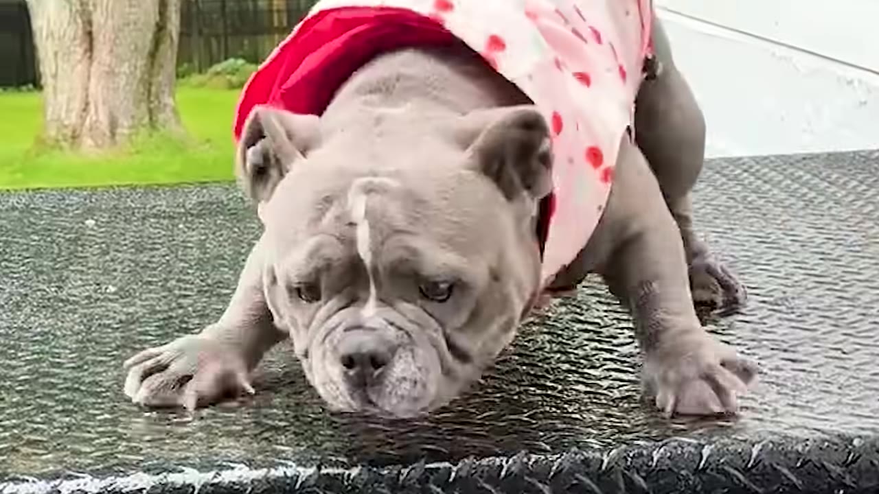 A grey short-legged dog wearing a pink strawberry coat crouching outdoors on a metal surface.