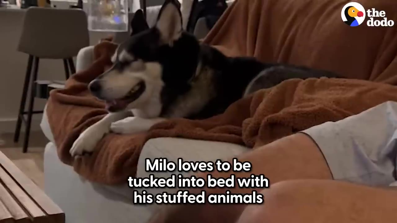 A black and white husky lying on a sofa blanketed with brown throw blankets next to a person.