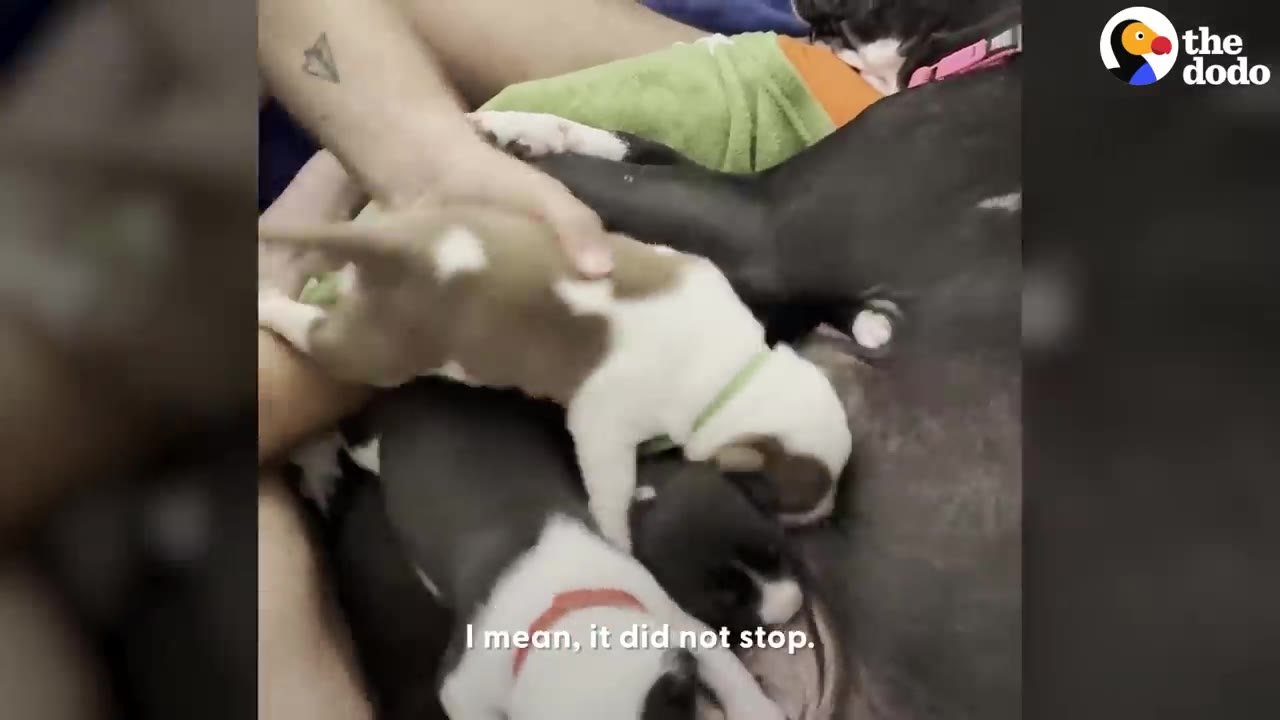 A mother dog lies down surrounded by her young puppies as they nurse.