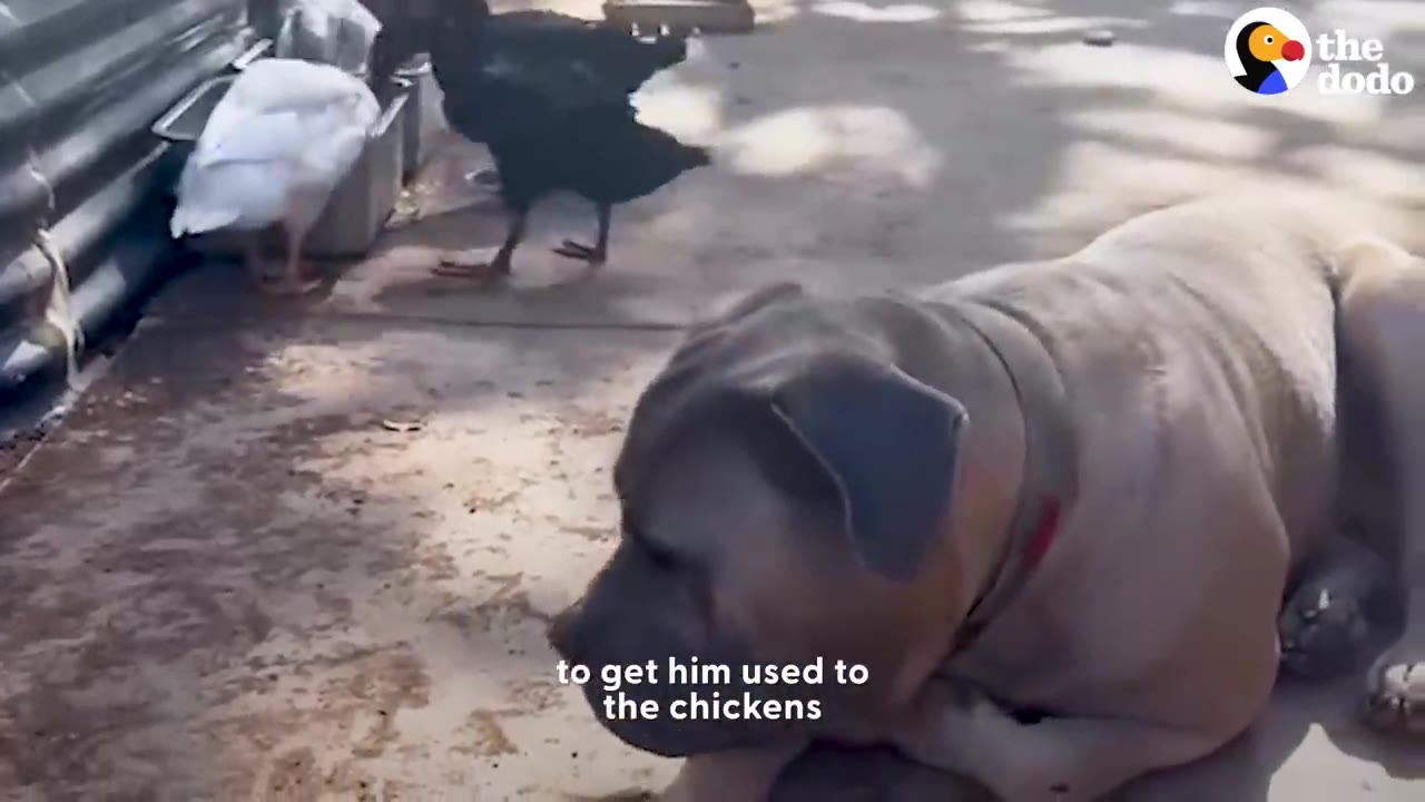 A large tan dog resting on a concrete patio with a white duck and a black chicken nearby in the background.