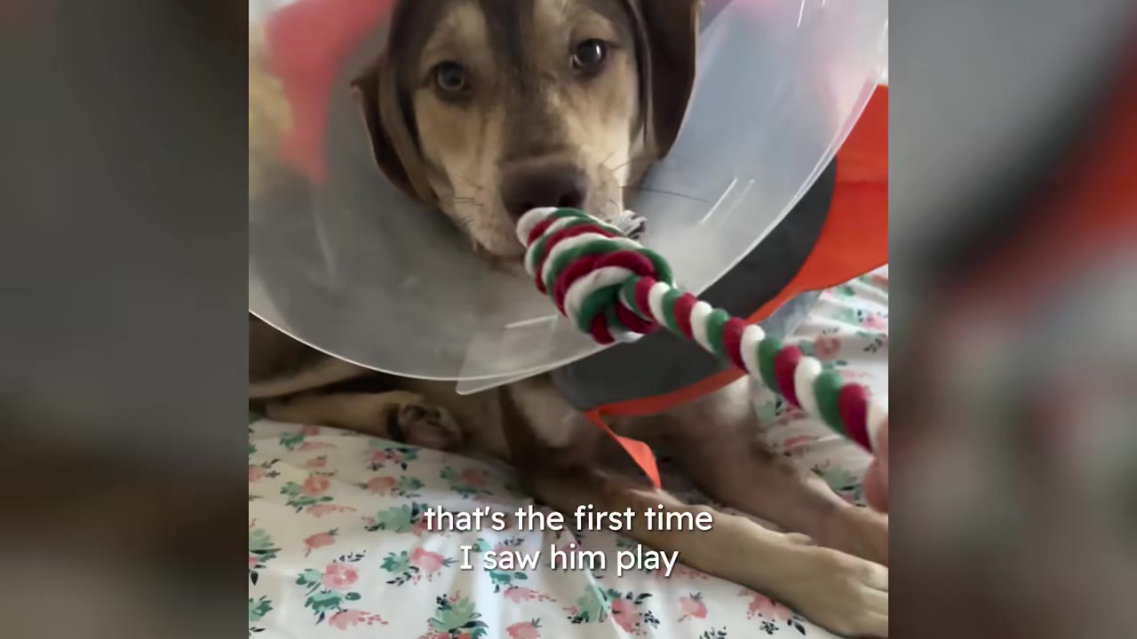 A close-up shot of a dog wearing a plastic recovery cone sniffing or gently biting a red, green, and white rope toy.