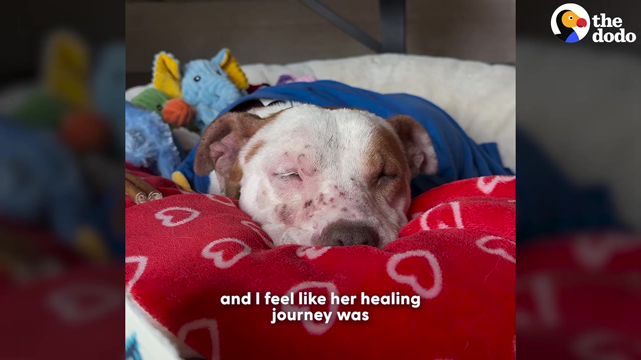 A brown and white dog with visible skin irritation and scars on its face sleeps peacefully on a red blanket with white hearts.