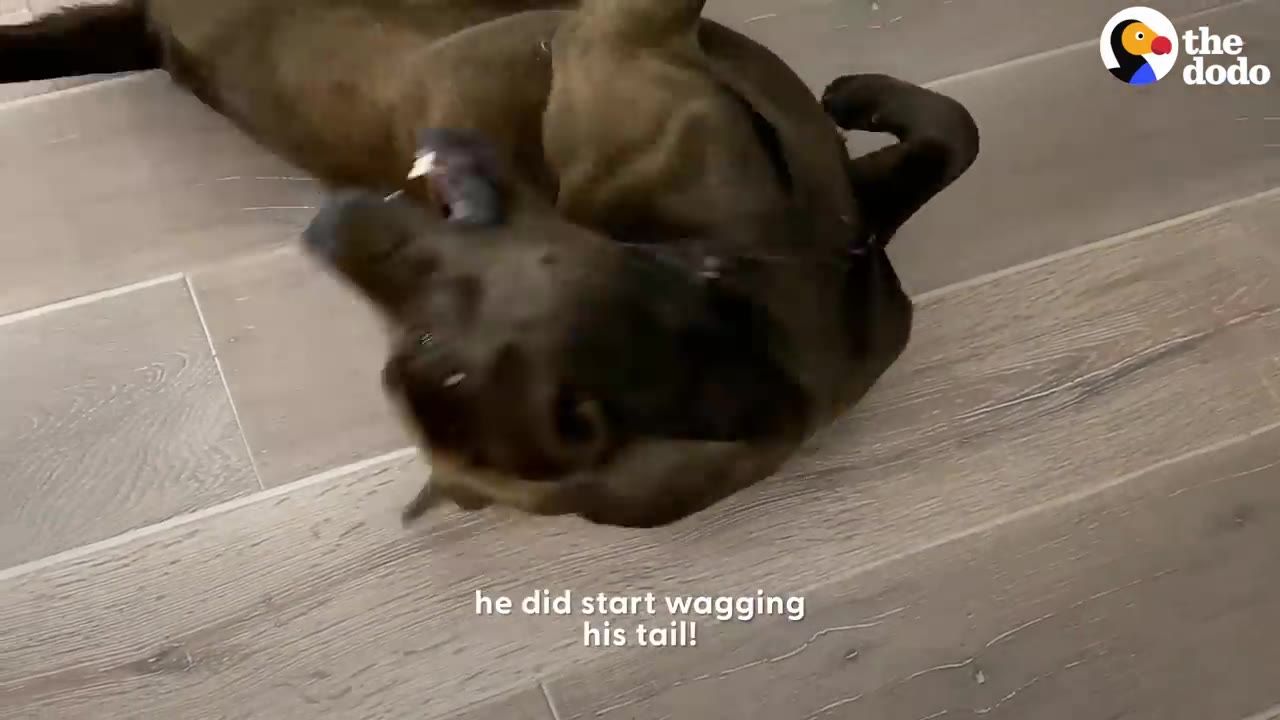 A brown dog happily rolls on its back on a wooden floor, showing signs of joy.