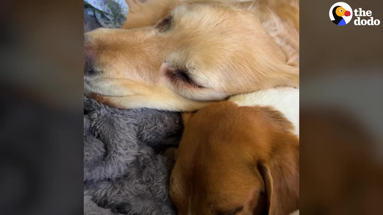 A golden retriever and a brown and white dog sleeping side-by-side on a grey blanket.