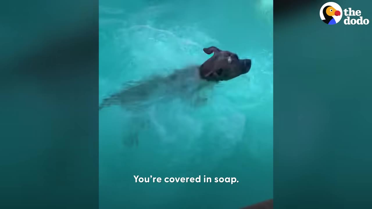 A dog swimming in a clear blue swimming pool with soap suds on its head.