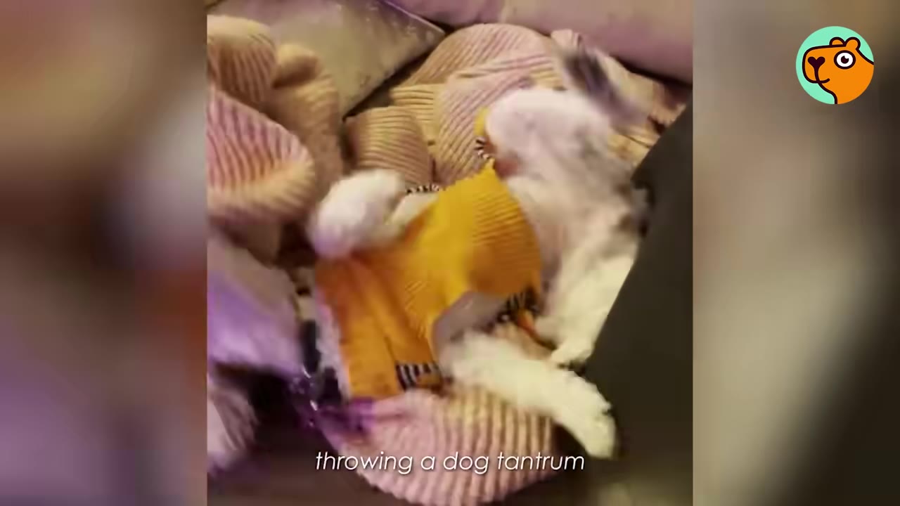 A small white dog wearing a yellow sweater thrashes on its back among blankets.