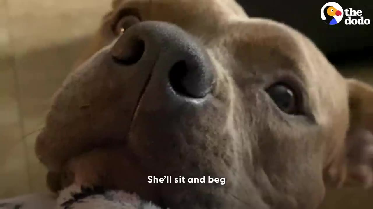 A close-up shot of a pit bull mix dog looking up pleadingly with wide eyes.