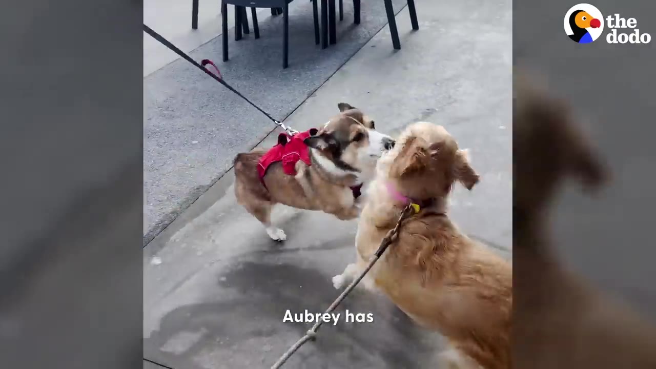 A Corgi wearing a red harness greets another dog on a sidewalk.