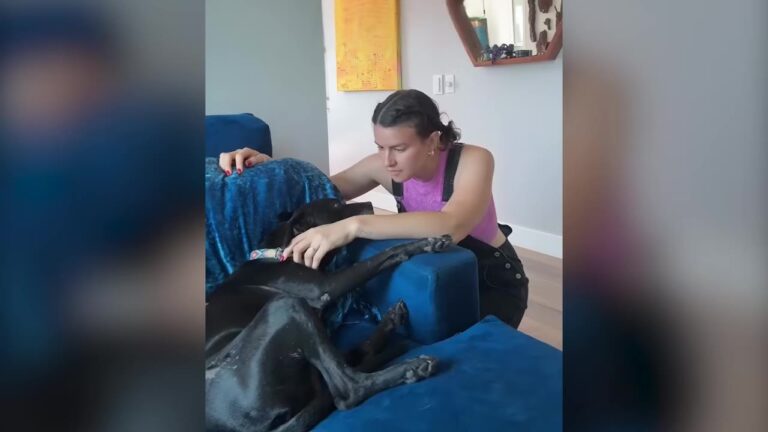 California Foster Mom Cried As Her Three-Legged Rescue Dog Left, But His New Owner Had An Unexpected Request