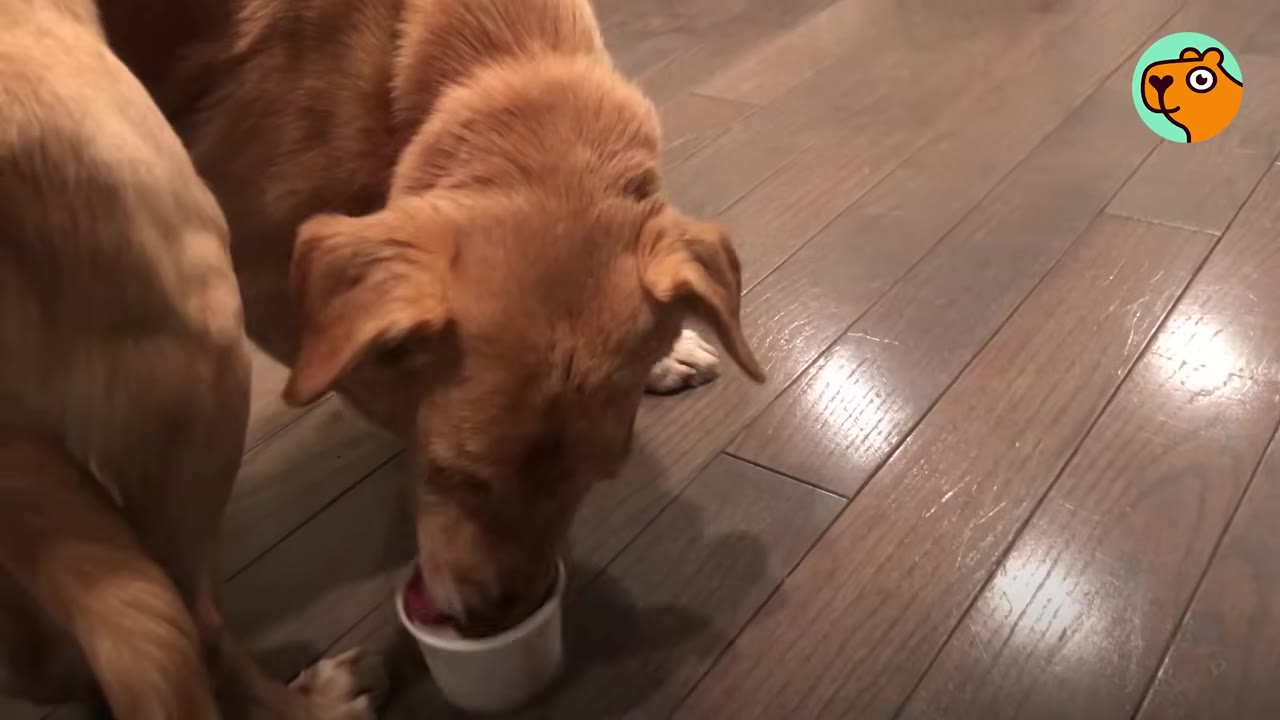 A golden dog licking food out of a small white cup on a wooden floor.